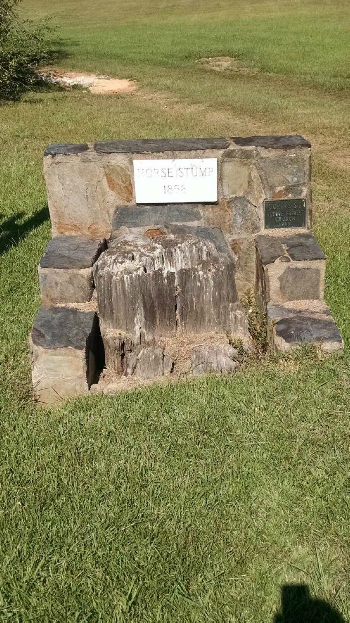 This is the Horse Stump, located at the northeast side of the Refuge Church cemetery.  The original Refuge Church building was a wooden structure and  was located on the knoll in the middle of the cemetery.  It was said that one of the men of the original church cut the nearby tree to form a stump so that the ladies who rode horses to church, and many did, could dismount with less difficulty, dropping to the stump and then descending to the ground.  What is left of the stump is well over 125 years old.  A photo of a lady preparing to use this stump during the dedication of this monument is found in the 